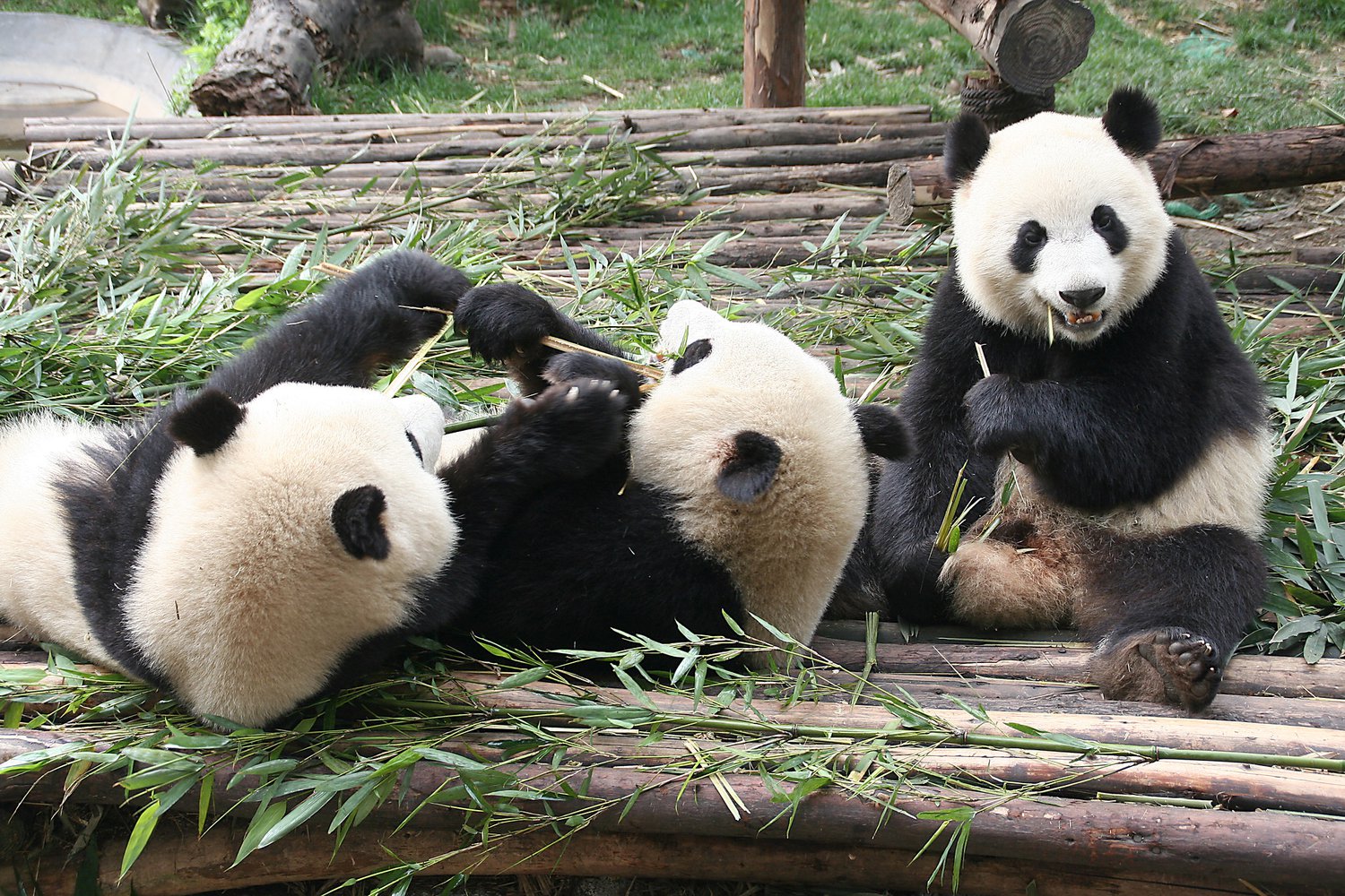 Объятия панды